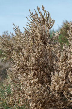 Flowers of Salsola oppositifolia, a species of halophyte shrub native to the Mediterranean Basin. Photo taken in the Clot de Galvany, Alicante, Spain