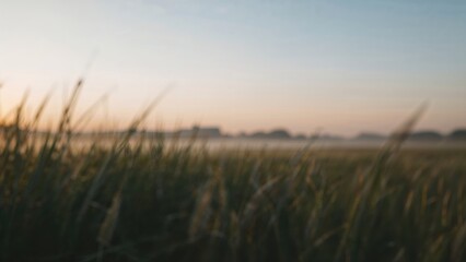 Fototapeta premium Blurred landscape scene with tall grass, hinting at natural environment and open field.