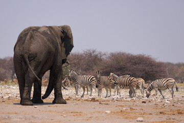 Obraz premium Bull African Elephant (Loxodonta africana) departing a waterhole in Etosha National Park, Namibia and passing an approaching group of zebra