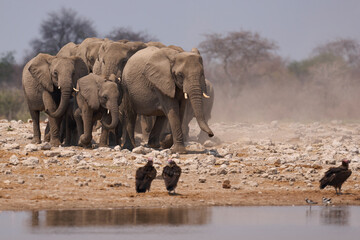 Obraz premium Herd of African Elephant (Loxodonta africana) approaching a waterhole in Etosha National Park in Namibia. Mixed group of vultures in the foreground.