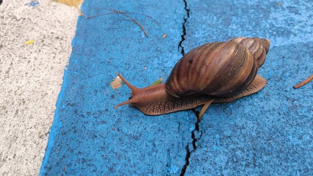 Close-up of a giant African land snail crawling across a blue surface