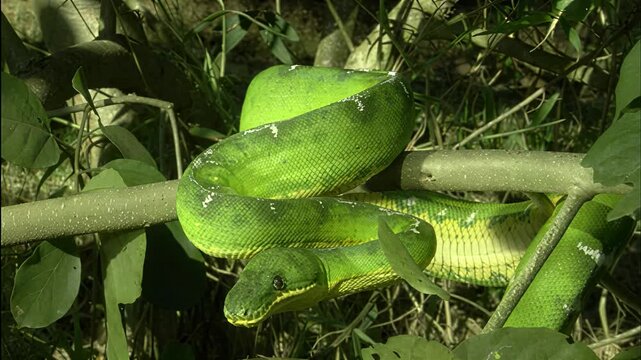 Vibrant green tree python coiled on a branch amidst lush foliage