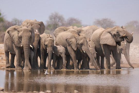 Herd of African Elephant (Loxodonta africana) at a waterhole in Etosha National Park in Namibia