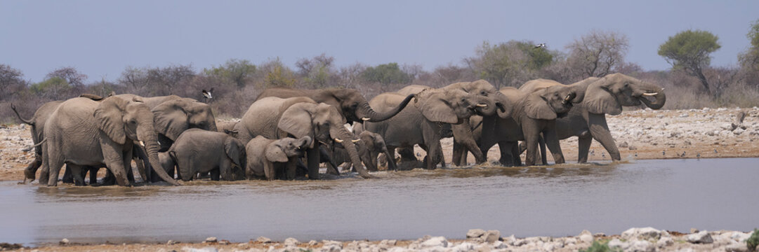 Herd of African Elephant (Loxodonta africana) at a waterhole in Etosha National Park in Namibia