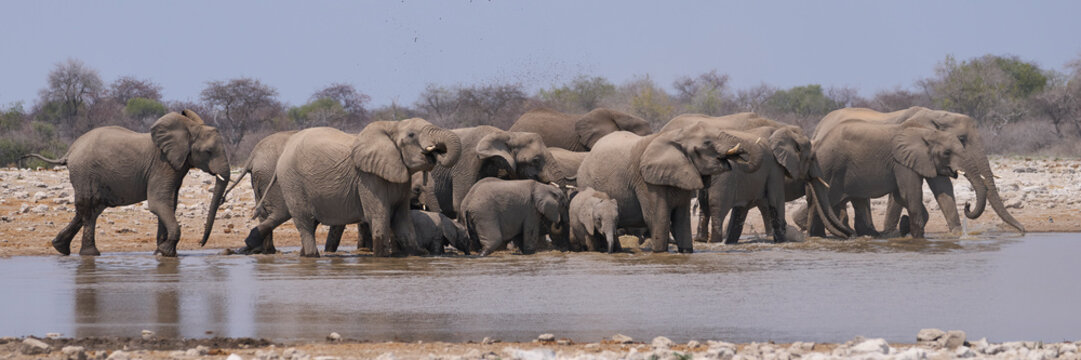 Herd of African Elephant (Loxodonta africana) at a waterhole in Etosha National Park in Namibia