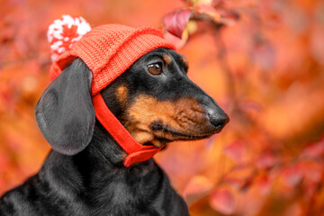 Profile portrait of a black and tan dachshund dog in a red knitted pompom hat against a vivid blurred red autumn forest background, mysterious puppy look, cozy winter pet fashion. © Masarik