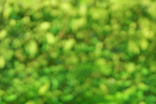 Blurred green bokeh background	