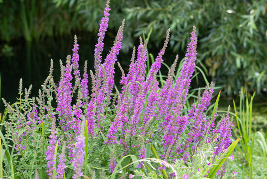 Purple loosestrife (Lythrum salicaria) flowering along a riverbank during summer in the British countryside. Native wildflower growing in wetland habitat, supporting pollinators and biodiversity.