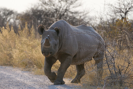 Black Rhinoceros (Diceros bicornis) in arid vegetation in Etosha National Park, Namibia