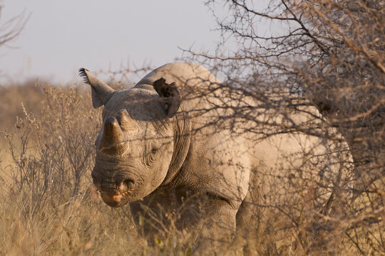 Black Rhinoceros (Diceros bicornis) in arid vegetation in Etosha National Park, Namibia