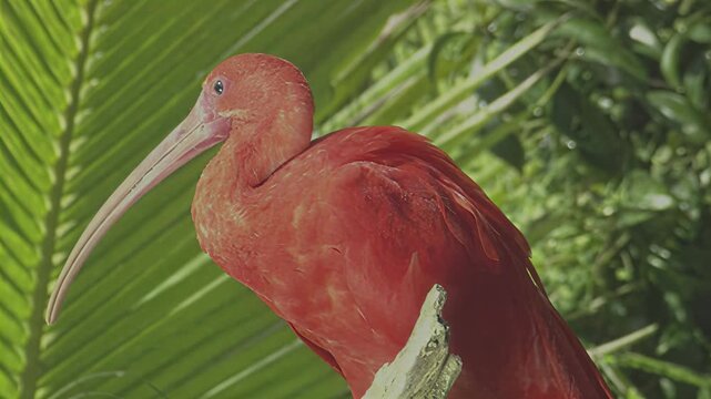 Vibrant scarlet ibis perched amidst lush green tropical foliage