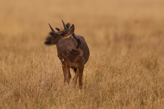 Blue Wildebeest (Connochaetes taurinus) in the parched landscape of Etosha National Park, Namibia