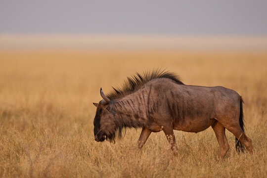 Blue Wildebeest (Connochaetes taurinus) in the parched landscape of Etosha National Park, Namibia