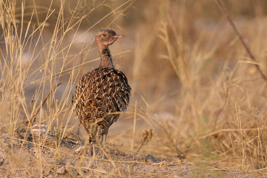 Scenic shot of a female Black Korhaan (Eupodotis afra) on parched grassland of Etosha National Park, Namibia