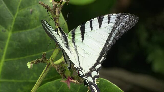 Close-up of a beautiful butterfly with striking black and white striped wings resting on a plant