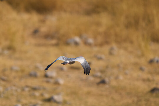 Pale Chanting Goshawk (Melierax canorus) hunting a dove in Etosha National Park, Namibia