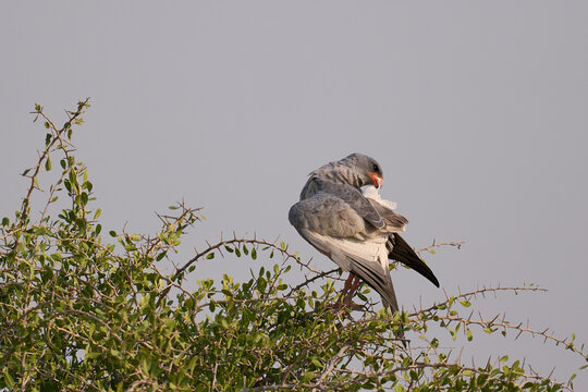 Pale Chanting Goshawk (Melierax canorus) perched in a tree in Etosha National Park, Namibia