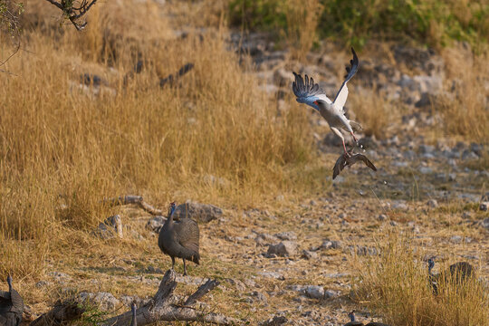 Pale Chanting Goshawk (Melierax canorus) hunting a dove in Etosha National Park, Namibia