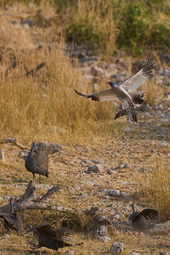 Pale Chanting Goshawk (Melierax canorus) hunting a dove in Etosha National Park, Namibia