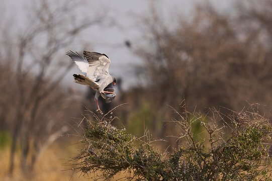 Pale Chanting Goshawk (Melierax canorus) hunting a dove in Etosha National Park, Namibia