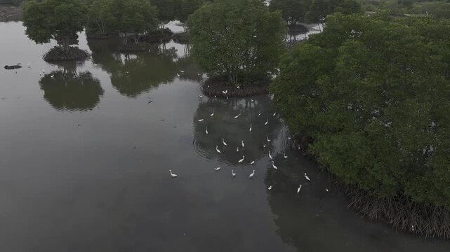 Aerial drone view of oyster farming rafts on the river in Long Son, near Ho Chi Minh City, Vietnam.