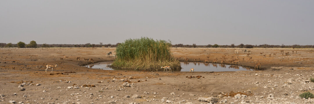 Wildlife at a waterhole in Etosha National Park in Namibia