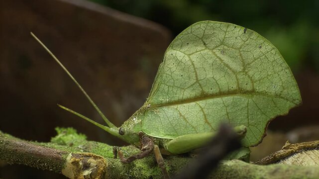 Incredible camouflage of a leaf insect blending perfectly with its natural environment