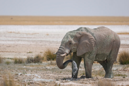 Bull African elephant (Loxodonta africana) having a mud bath in Etosha National Park in Namibia