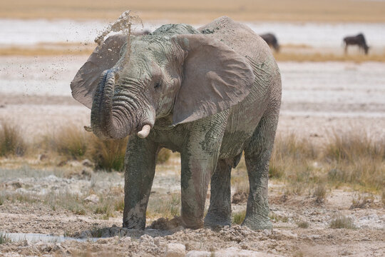 Bull African elephant (Loxodonta africana) having a mud bath in Etosha National Park in Namibia