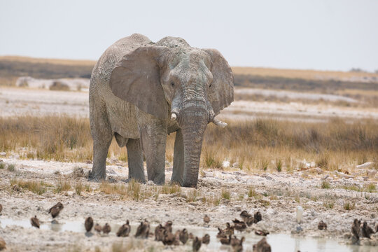 Bull African elephant (Loxodonta africana) having a mud bath in Etosha National Park in Namibia