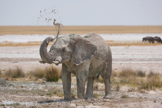 Bull African elephant (Loxodonta africana) having a mud bath in Etosha National Park in Namibia