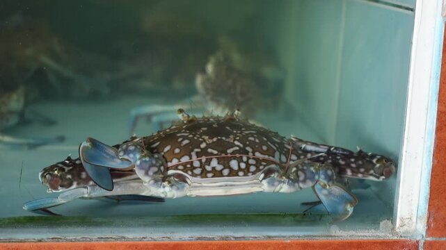Fresh mud crabs for sale at a seafood restaurant in Thailand