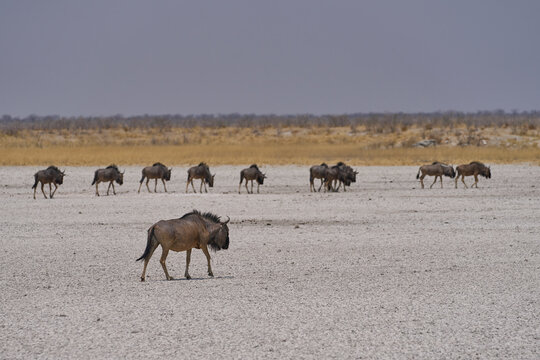 Blue Wildebeest (Connochaetes taurinus) in the parched landscape of Etosha National Park, Namibia