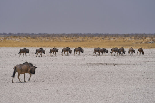 Blue Wildebeest (Connochaetes taurinus) in the parched landscape of Etosha National Park, Namibia