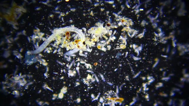 Microscopic darkfield view of a nematode roundworm and active rotifer colony moving in a dirty water droplet at 40x magnification