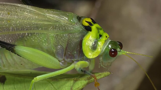 Extreme close-up of a vibrant green katydid with yellow markings on a leaf