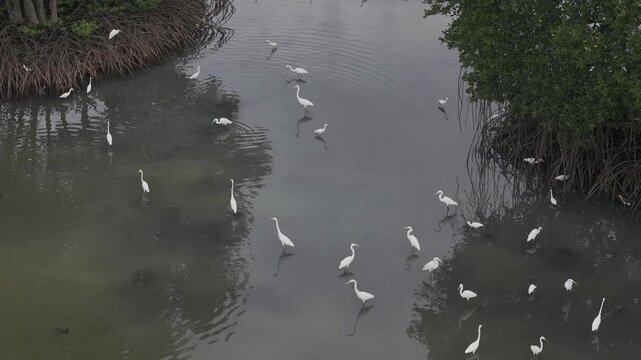 Aerial drone view of oyster farming rafts on the river in Long Son, near Ho Chi Minh City, Vietnam.