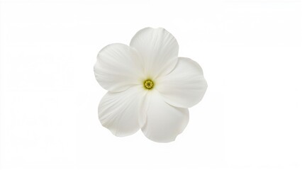 Obraz premium White flower with delicate petals on a plain white background. Nature and floral concept. Botanical and elegance. The concept of natural beauty and purity.