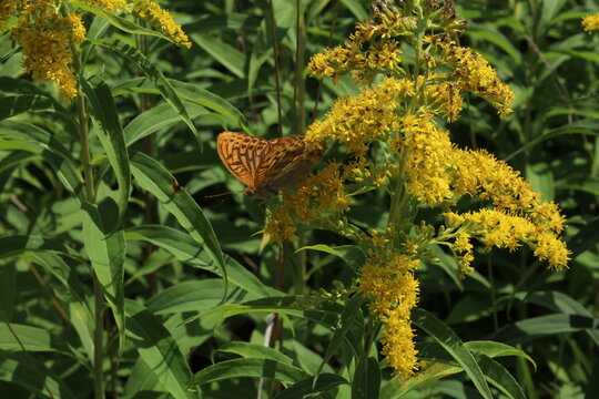 A brown buttefly