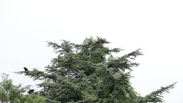 Many crows on top of a Deodar Tree