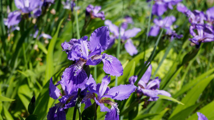 Blue irises blooming in spring, delicate petals and thick green leaves © ok_fotoday