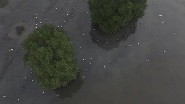 Aerial drone view of oyster farming rafts on the river in Long Son, near Ho Chi Minh City, Vietnam.