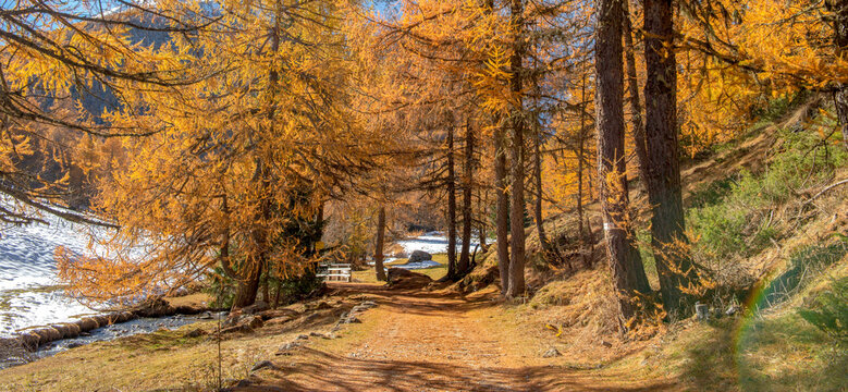 path crossing an alpine forest with larch trees  in beautiful golden colors  next to snowy hill in Tarentaise, Savoie France