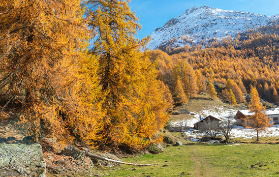 landscape of alpine forest with larches in beautiful golden colors under blue sky and snowy mountain background