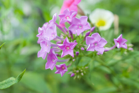 phlox flowers in a garden