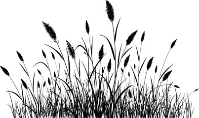 Black silhouette of tall grass and reeds against  © MDSHAHIN