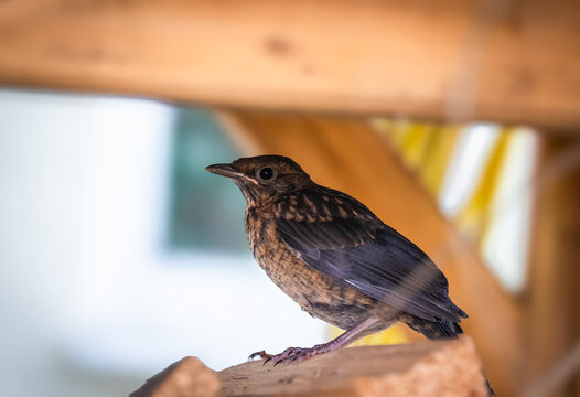 weibliche Amsel