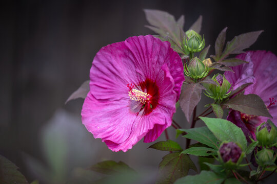 Hibiscus moscheutos flowers in full bloom in a summer garden