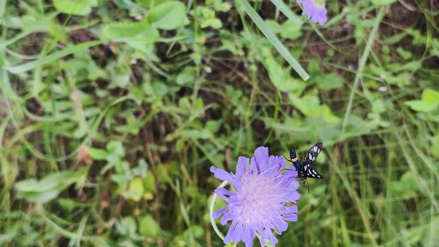 Insect pollination supports biodiversity conservation across wild meadows and native plants. Healthy habitats depend on biodiversity conservation for resilient ecosystems and thriving wildlife.