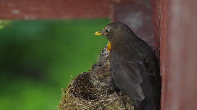 Female blackbird lands on the front edge of the nest without food. One nearly fledged nestling immediately opens its beak and begs while the other remains mostly hidden.